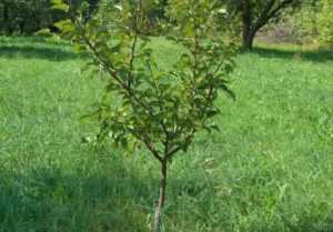 Особенности посадки и ухода за сортом яблони сябрына