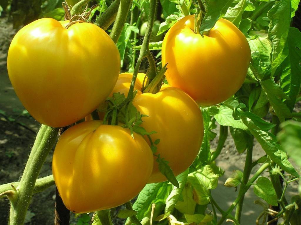 О томате король Сибири: описание сорта томата, характеристики помидоров, посев
