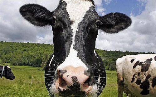 Каковы причины появления молока с кровью у коровы?