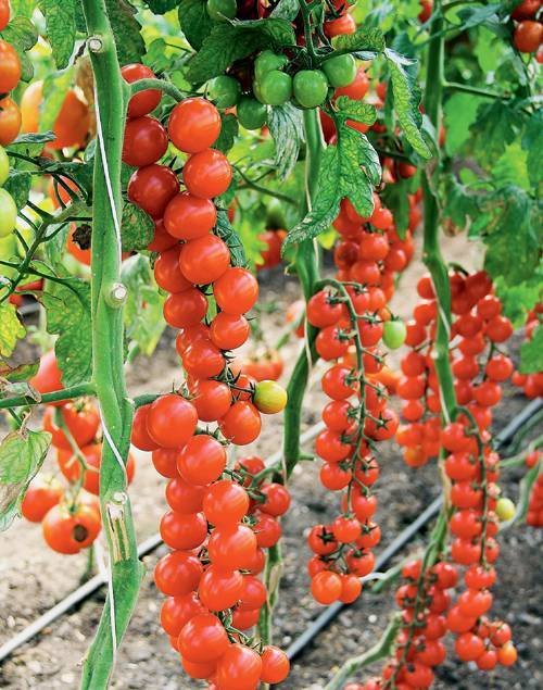 Обзор новинок: сорта и гибриды томатов сезона 2019