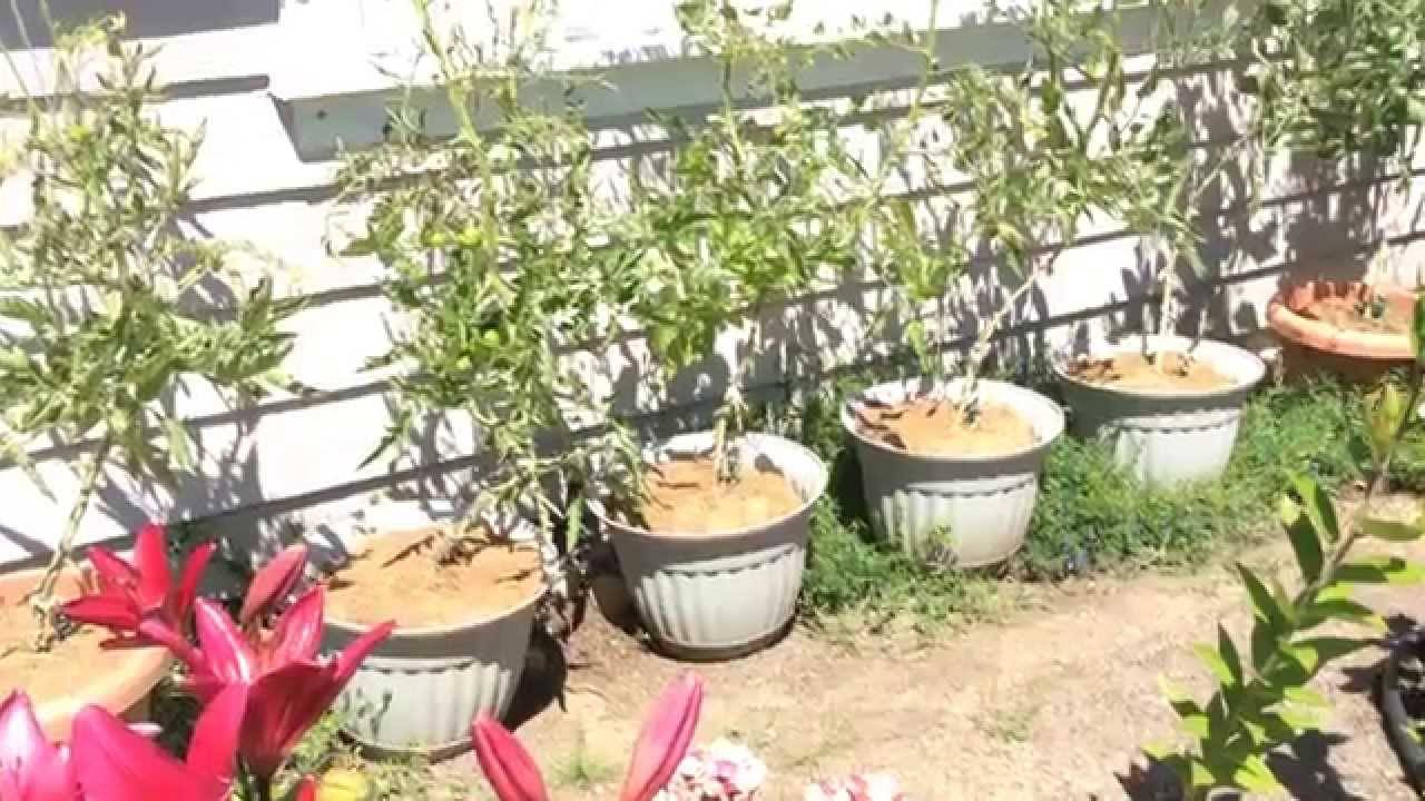 Помидоры в ведрах, выращивание вниз головой: плюсы и минусы посадки томатов вверх тормашками, фото, а также как просверлить дно и можно ли ждать урожая?