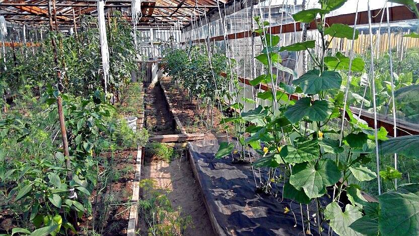 Выращивание огурцов в теплице из поликарбоната: пошаговая технология от а до я