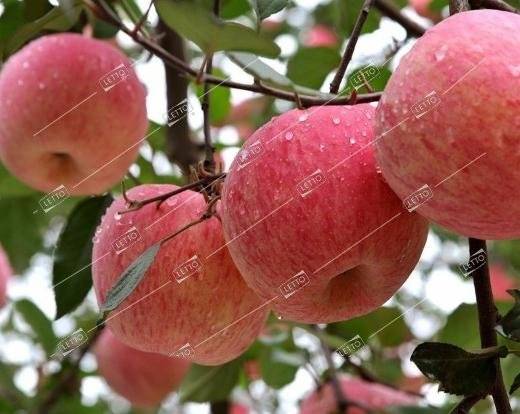 Особенности посадки и ухода за яблоней сорта фуджи