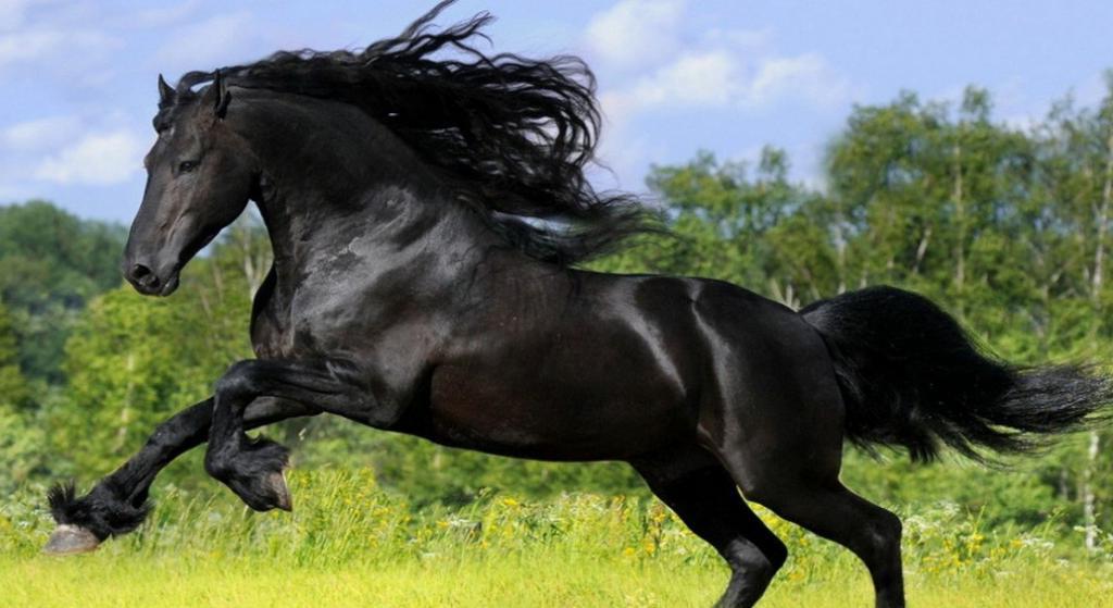 Топ-10 самых дорогих лошадей в мире