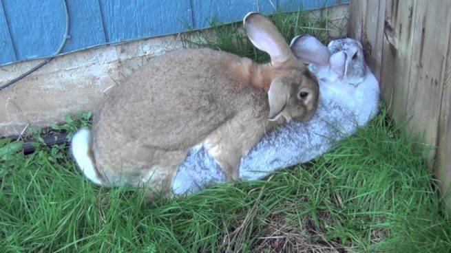 Спаривание и случка кроликов: правила кролиководства, возраст, выбор крольчихи
