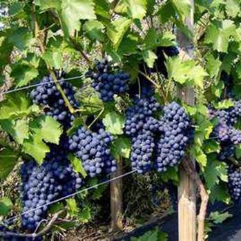 Описание сорта винограда Зилга, характеристики, преимущества и недостатки