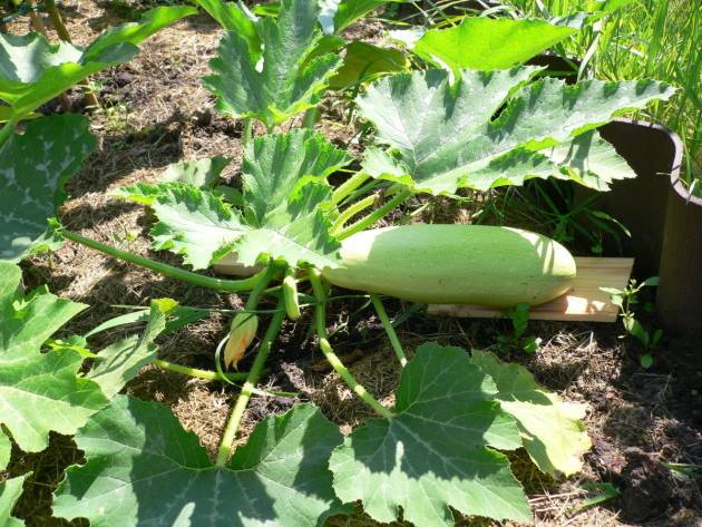 Выращивание кабачков на даче: лучшие сорта, посадка и уход, удобрение, борьба с болезнями и вредителями
