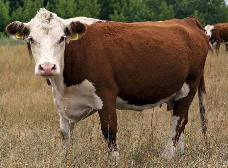 Особенности джерсейской породы коров