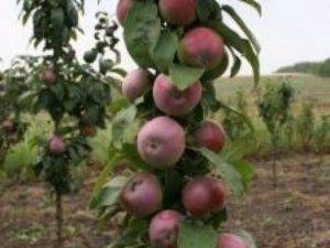 Лучшие сорта колоновидных яблонь для подмосковья