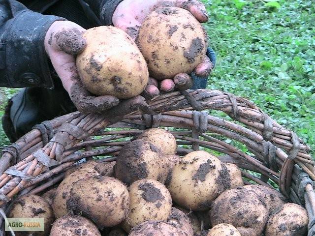 Сорт картофеля «сантана»: характеристика, урожайность, отзывы и фото