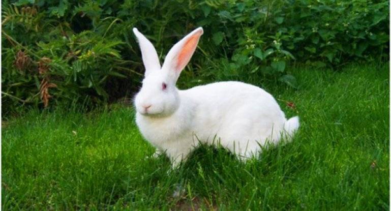 Кролики серый великан: разведение, содержание и рацион