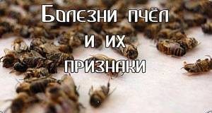 Как лечить пчел от варроатоза? можно ли предотвратить заболевание?