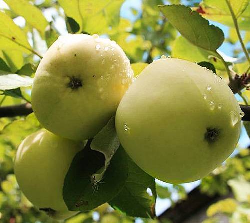 Различные летние сорта яблонь