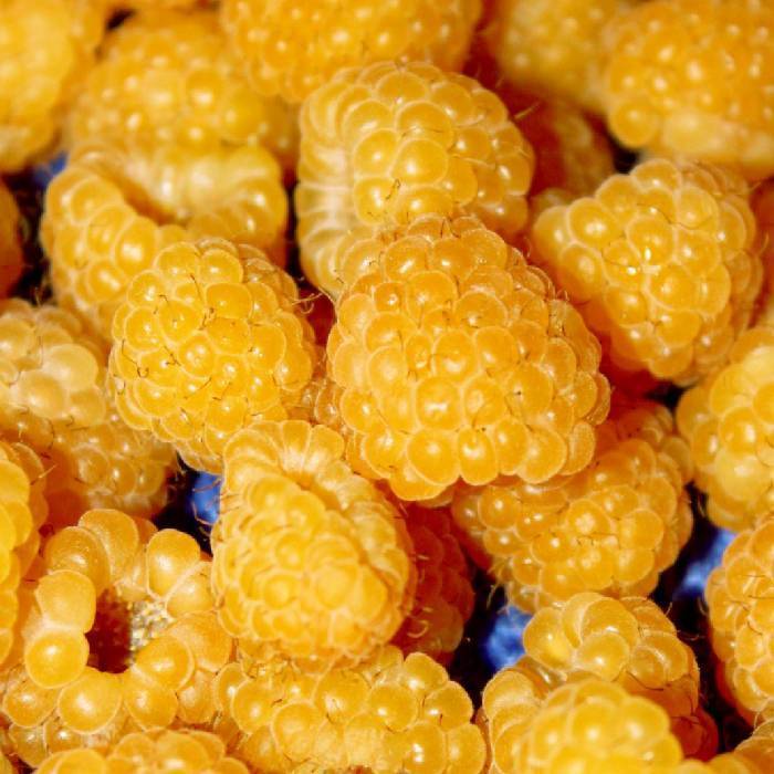 8 сортов желтой малины, которые вас не разочаруют