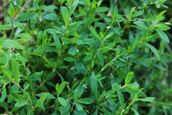 Звездчатка-мокрица – лекарственная трава с огородной межи