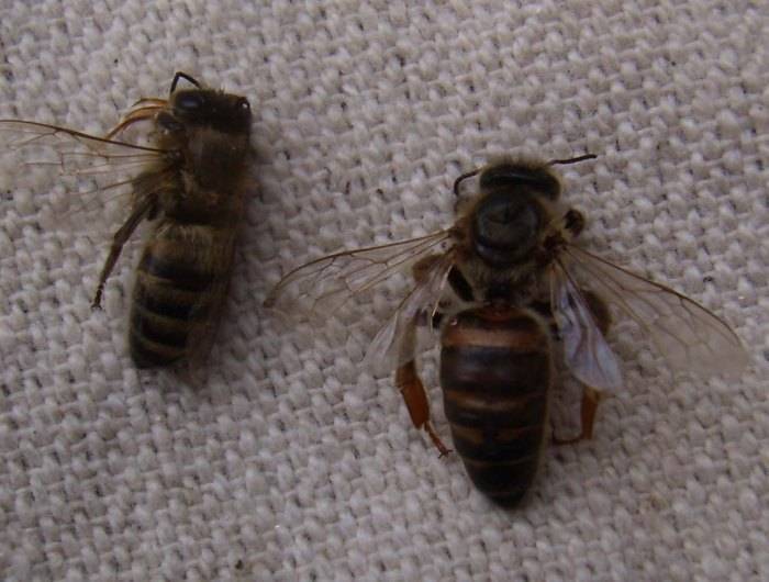 Инфекционная болезнь у пчел