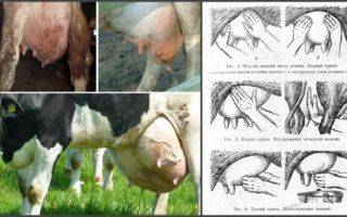 Мастит у коров: симптомы и лечение в домашних условиях 2020