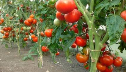 Чем удобрять помидоры при посадке: выбор удобрений и внесение подкормки в лунку. советы по посадке томатов (85 фото + видео)