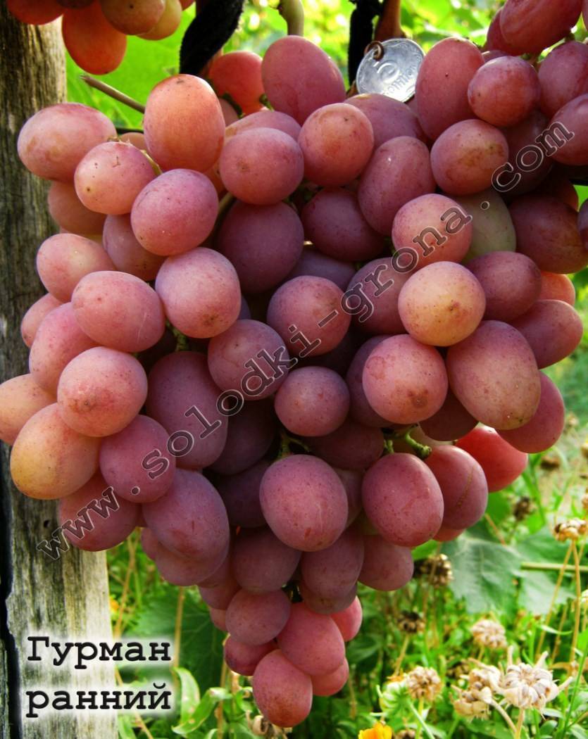 О винограде Гурман: описание и характеристики сорта, посадка и уход