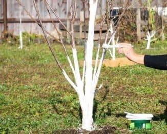 Как правильно побелить деревья в саду осенью