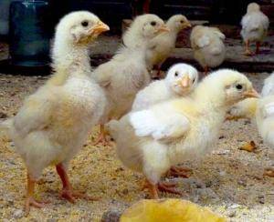 Чем кормить цыплят — от первых часов до взрослого рациона, все нюансы и особенности кормления для результативного бизнеса