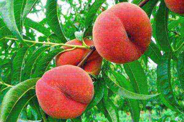 Как вырастить персик из косточки: особенности, уход, болезни