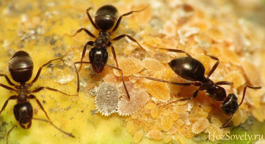 Как избавиться от муравьев на огороде