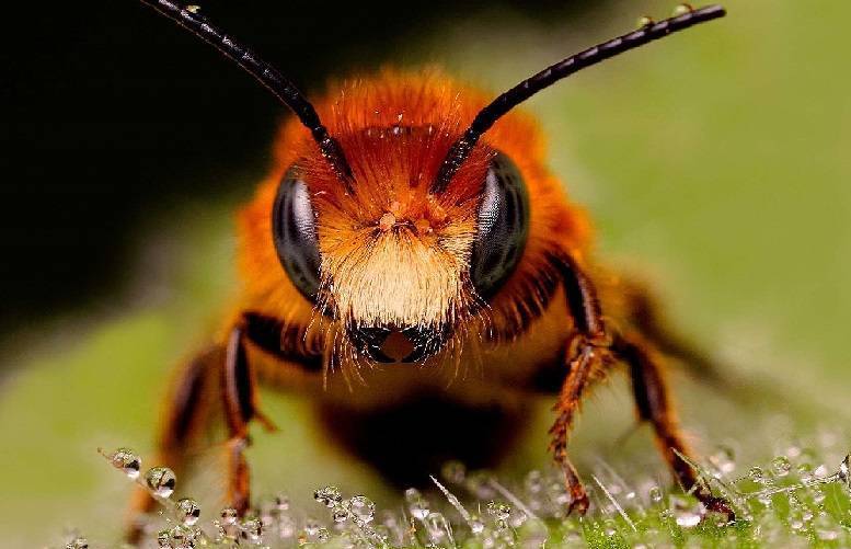 Африканизированная пчелы - africanized bee - qwe.wiki