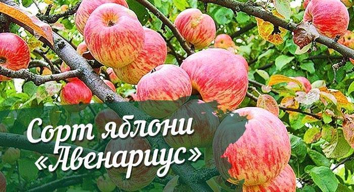 Сорт яблони васюган: описание и подробная характеристика, правила выращивания