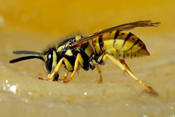 Чем снять отек после укуса осы или пчелы