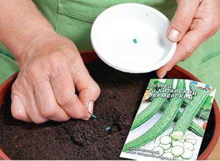 Как правильно подготовить семена к посеву