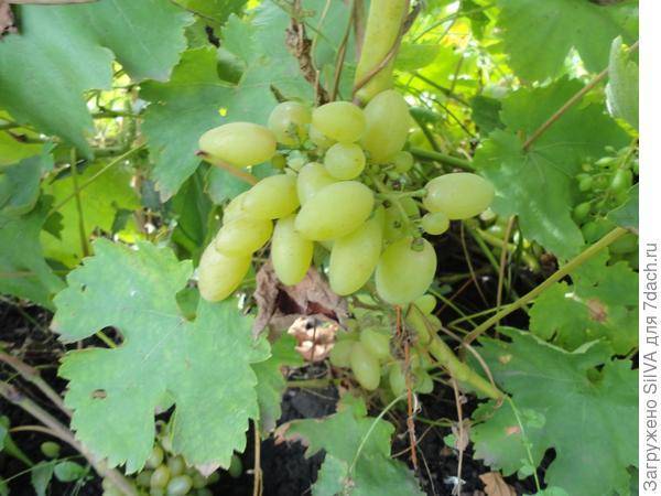 «хусайне белый» или «дамские пальчики» — что за виноград такой?