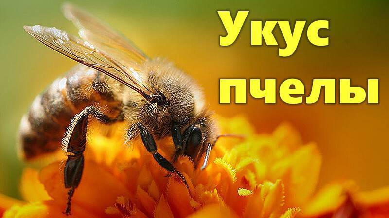 Что делать, если укусила пчела, как снять отек и покраснение?