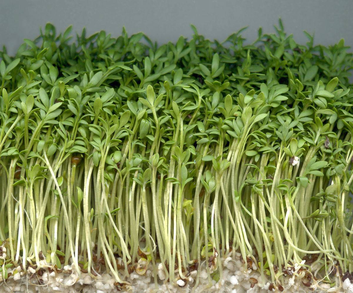 Растение кресс-салат: выращивание из семян в открытом грунте, фото, рассада в домашних условиях