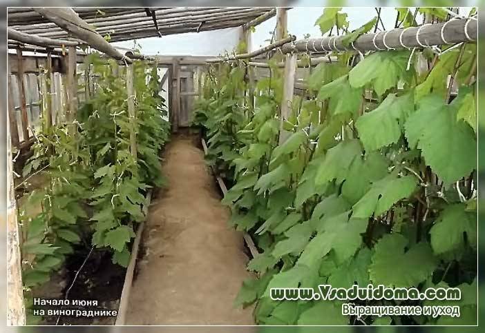 Правила посадки винограда черенками в открытый грунт