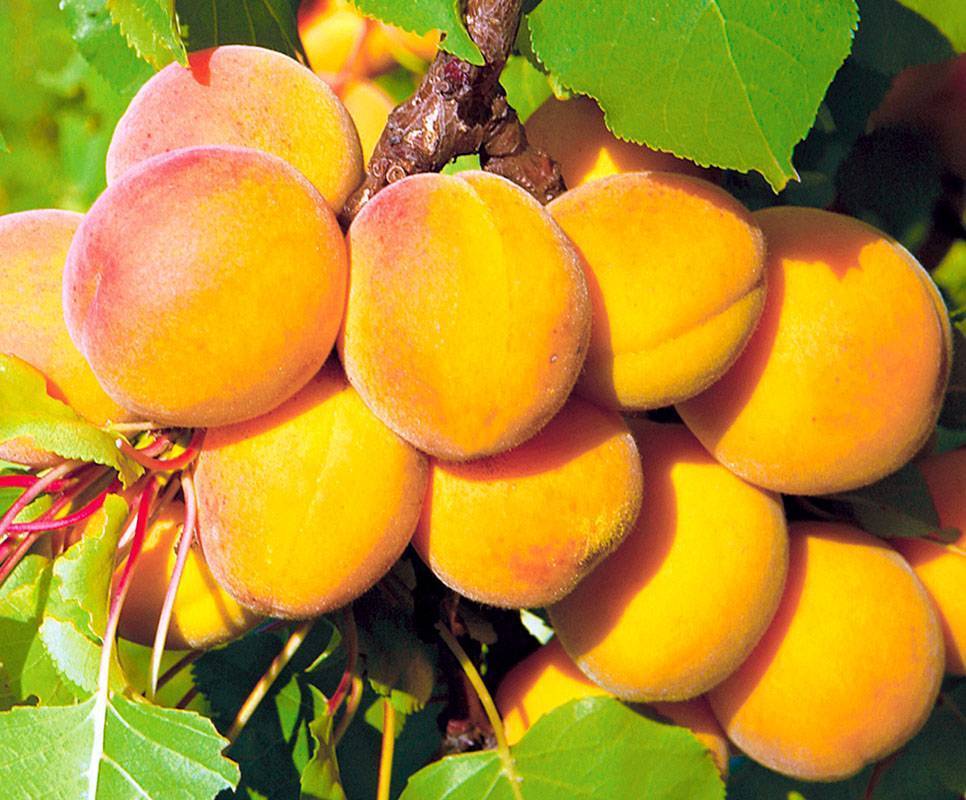 Описание абрикоса сорта «чемпион севера»: характеристики, фото, отзывы садоводов