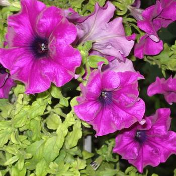 Особенности выращивания петунии. описание растения с фото и характеристики похожих цветков