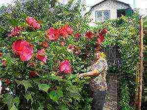 Китайская роза: уход в домашних условиях, размножение, обрезка