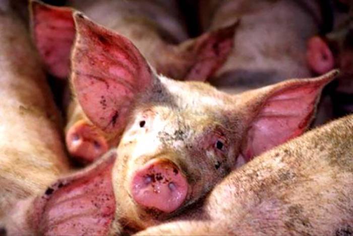Болезни свиней и поросят - симптомы и лечение