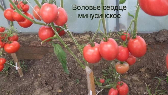 Томат минусинский гигант: описание, отзывы, фото, урожайность | tomatland.ru