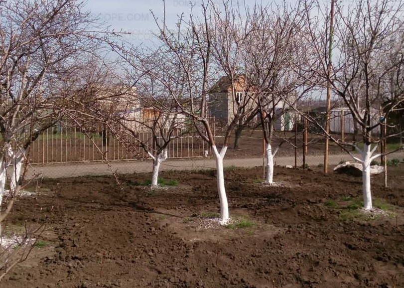Правильная подкормка плодовых деревьев и кустарников весной