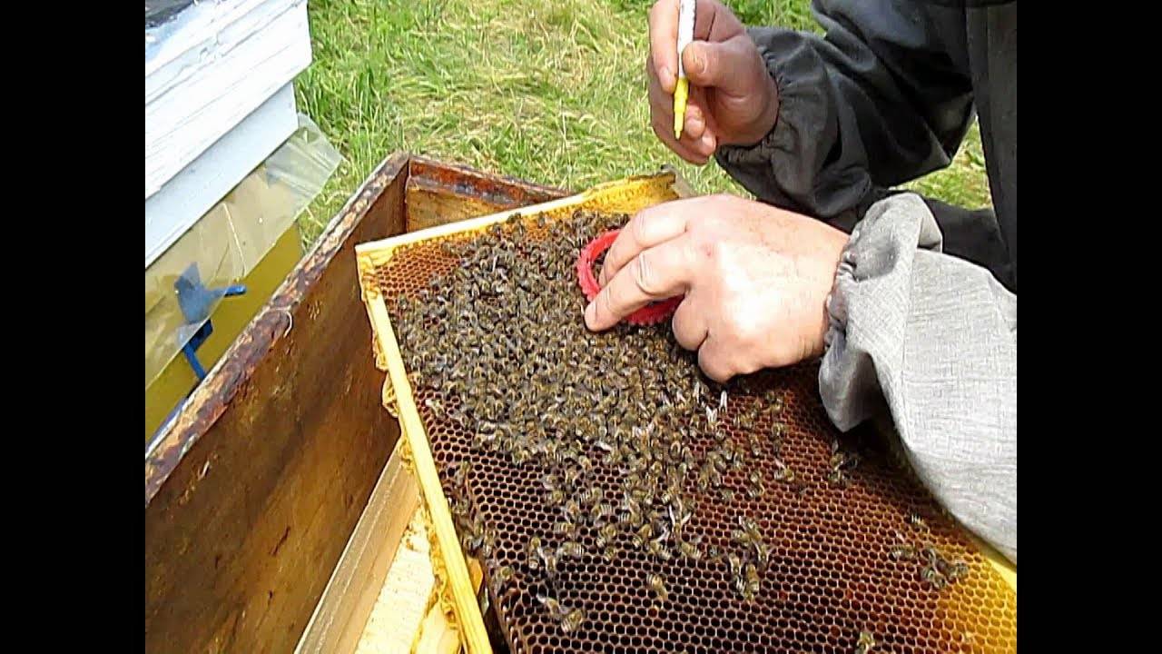 Как сделать отводок пчел: формирование отводков самым простым способом, весной, осенью, с маткой, без матки