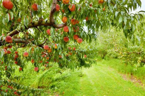 Как правильно посадить персик весной - видео | посадка персика из косточки, саженцем