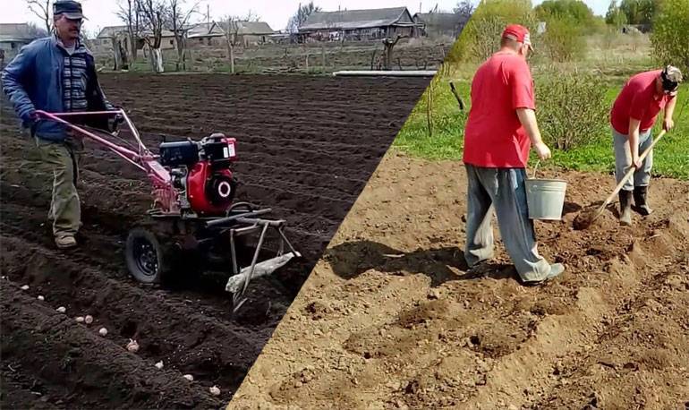 Как вырастить хороший урожай картофеля: различные методы и способы, посадка и уход