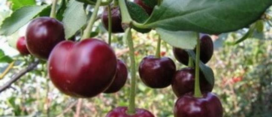 Описание сорта вишни чернокорка