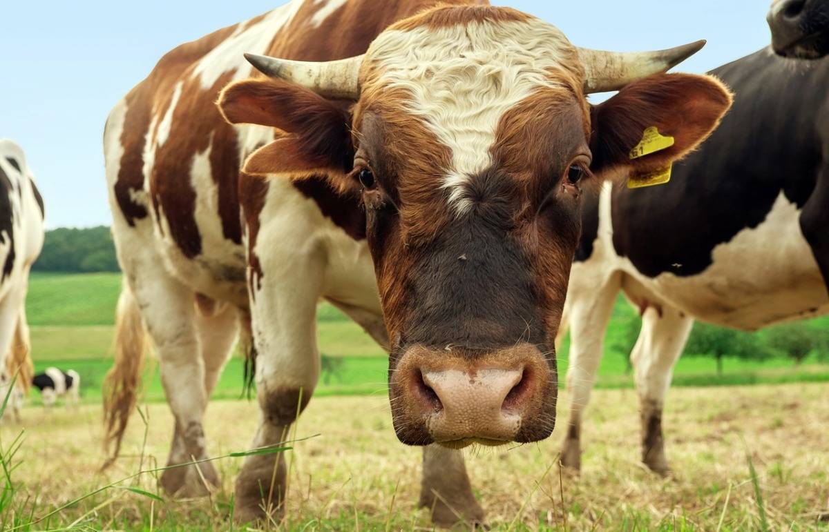 Определение массы крупного рогатого скота - сколько весит корова 2020