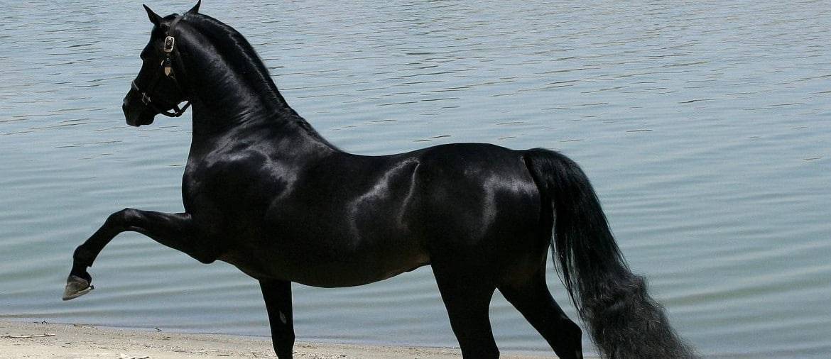 Самые необычные лошади: ТОП редких и красивых мастей и пород лошадей в мире