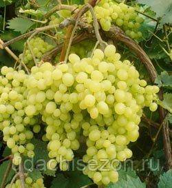 Полное описание сорта винограда алешенькин - общая информация - 2020
