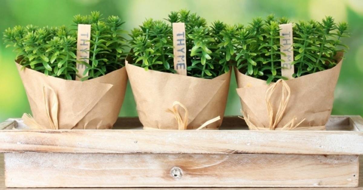 Как посадить зелень дома на подоконнике