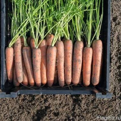 Семена моркови лучшие сорта для открытого грунта - полный перечень разновидности семян